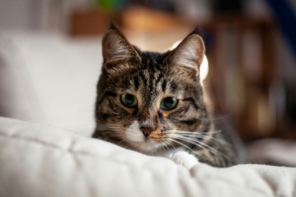 LBV裸視美 立體景深優化專利